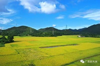 寻迹台山珍香 细长富硒大米，碗中的一方水土